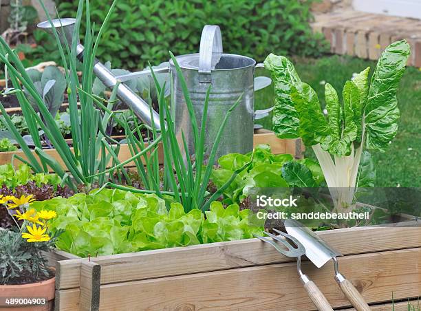 Various Lettuce And Vegetables In Vegetable Patch Stock Photo - Download Image Now - Cargo Container, Container, Gardening