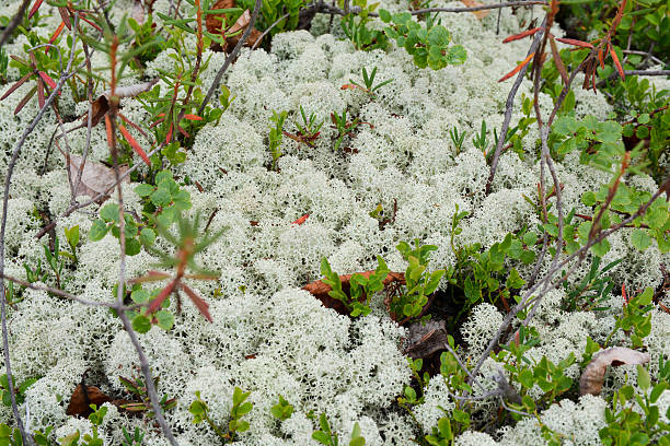 istock Background of moss and lichen. 489005000