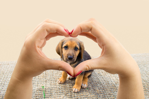 woman making the heart shape with her hands and the puppy dog in the middle