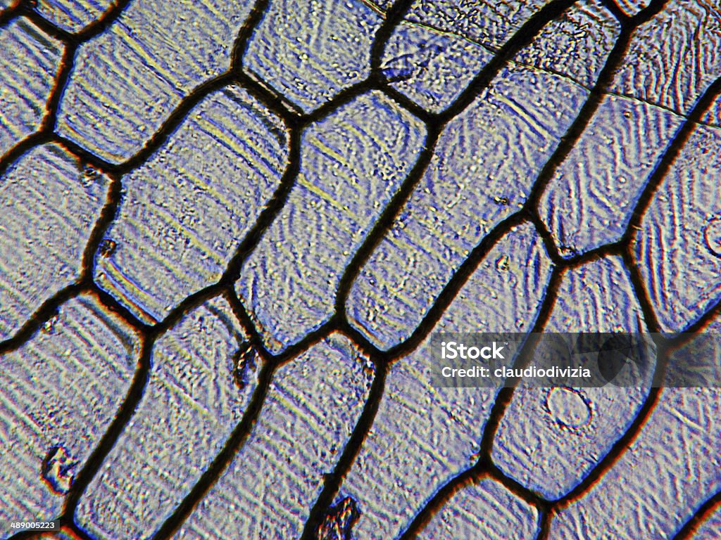 Micrografía epidermus cebolla - Foto de stock de Cebolla libre de derechos
