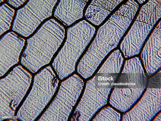 Micrografía Epidermus Cebolla Foto de stock y más banco de imágenes de Cebolla - Cebolla, Con manchas, Célula