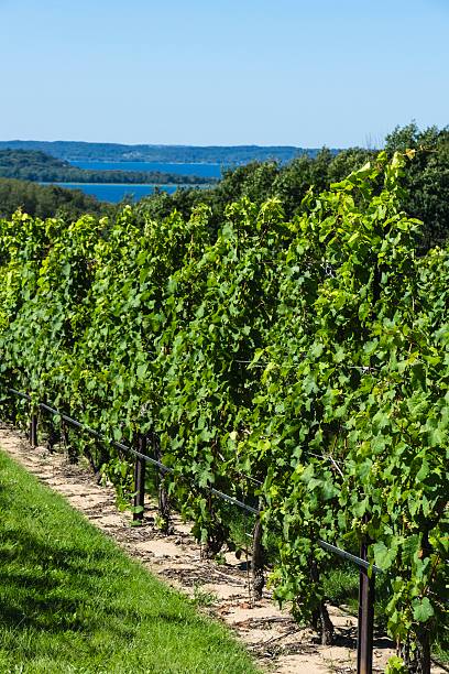 istock Michigan Vineyard on Old Mission Peninsula 489006454
