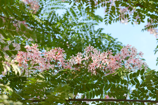 Pink cassia,pink shower tree blooming in summer time