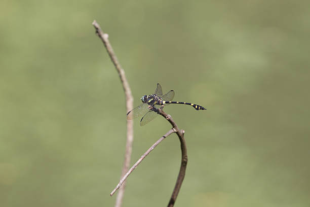 istock dragonfly resting on a branch in forest 489007256