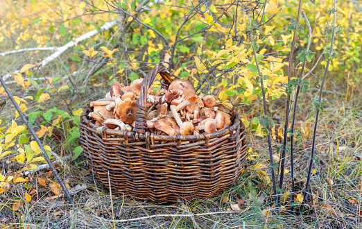A woman with his hands cupped holding a bunch of fresh chanterelle mushrooms.