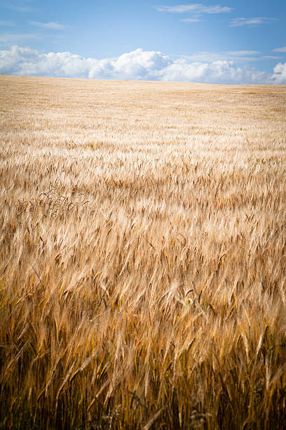 Wheat - fotografia de stock