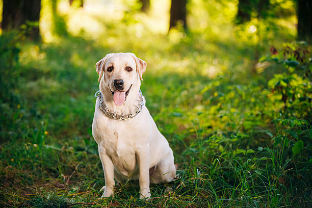 istock Funny White Labrador Retriever Dog Sitting In Green Grass, Fores 489008930