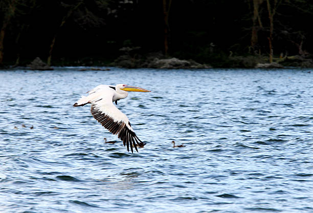 istock White Pelicans above water showing its wingspan 489009868