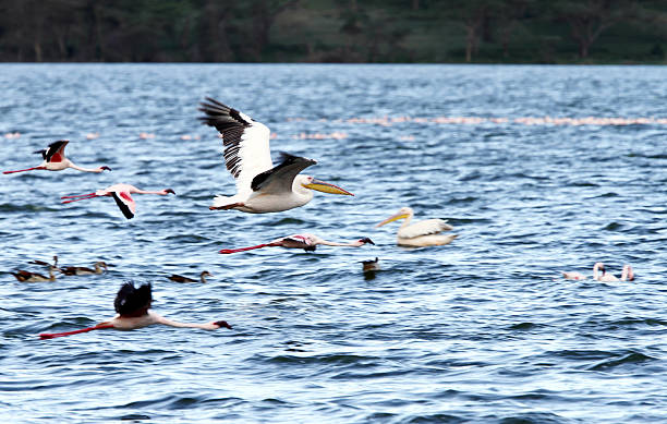 istock Beautiful great white Pelicans in flight 489009916