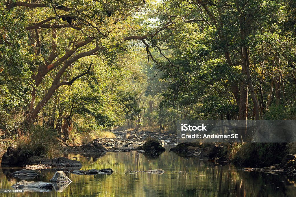 Kanha National Park Stream in Kanha National Park, Madhya Pradesh, India Kanha National Park Stock Photo