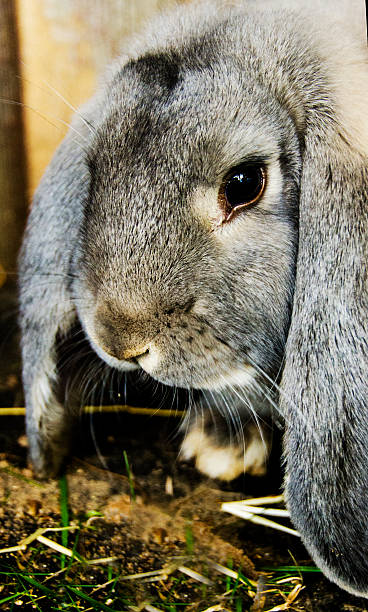 istock Portrait of a rabbit, close up 489010932