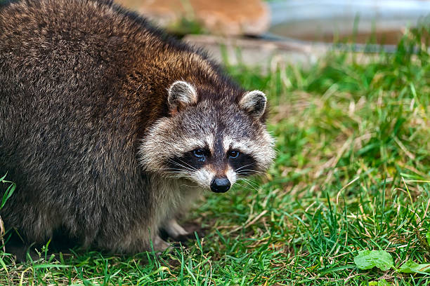 istock portrait of a raccoon 489012218