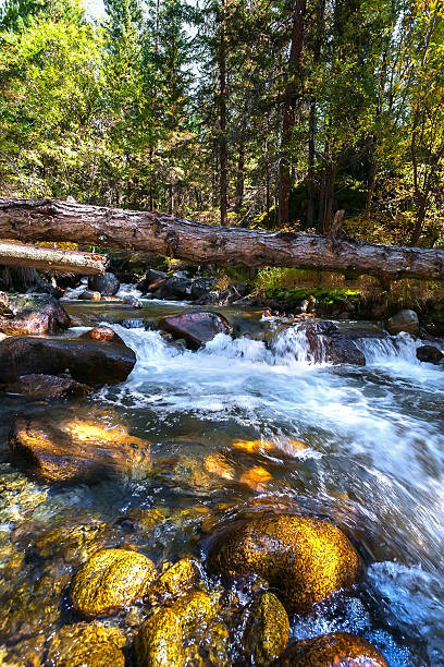 istock river in the wood 489012478