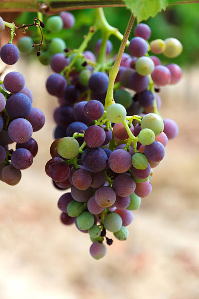 istock Bunch of grapes 489014106