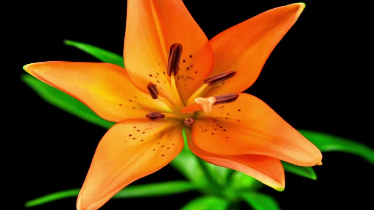 Blooming Tiger Lily