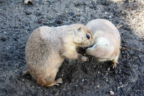 istock Black-tailed Prairie Dogs 489029636