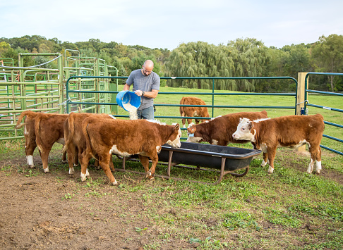 A rancher pouring a bucket of ground corn into a black feeder for brown and white Hereford calves to eat. Taken on a late summer/early autumn day. Another calf can be seen grazing in the pasture on the other side of the gate.