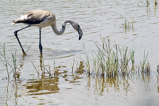 flamenco rosa - waterbirds fotografías e imágenes de stock