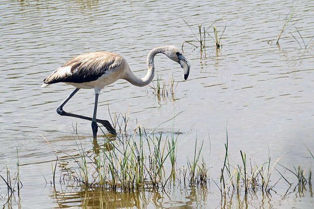 flamenco rosa - waterbirds fotografías e imágenes de stock