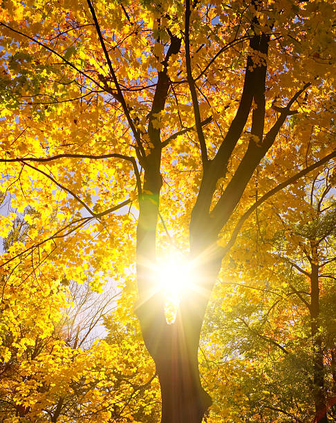 istock silhouette of the tree against the sun 489035338