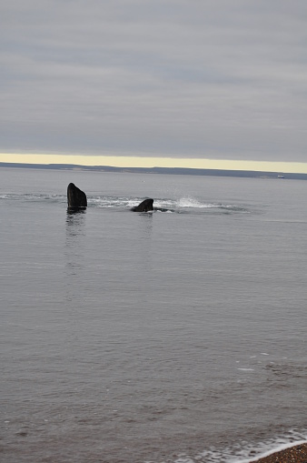 A whale on the shores of El Doradillo Beach, Puerto Madryn, Chubut Province, Patagonia, Argentina