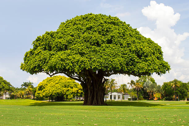 The King Tree Stock Photo - Download Image Now - Banyan Tree, 2015,  Horizontal - iStock