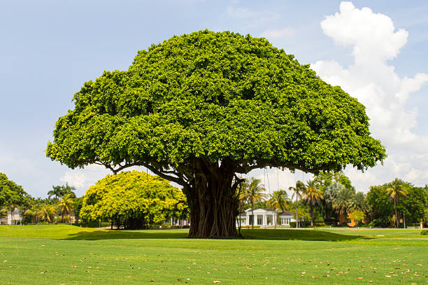 The King Tree Stock Photo - Download Image Now - Banyan Tree, 2015, Horizontal - iStock The King Tree Stock Photo - Download Image Now - Banyan Tree, 2015, Horizontal - iStock