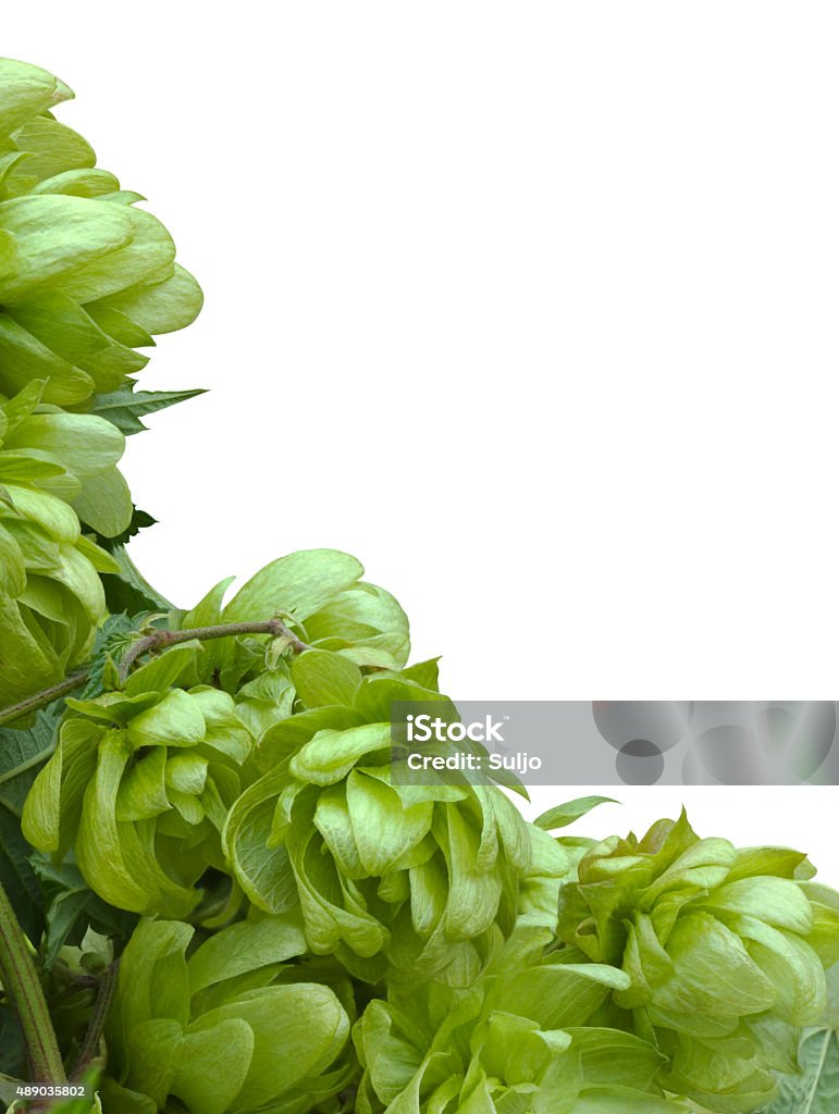 Wild Hop Recorte - Foto de stock de 2015 royalty-free