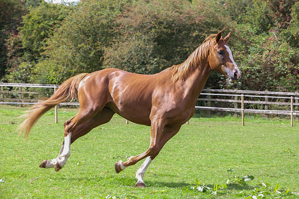 istock Chestnut horse freely races around an open field 489036372