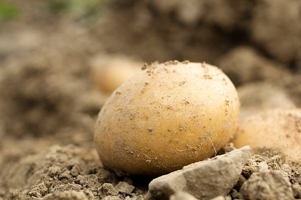 istock potatoes in a field - - shallow depth of field 489037482