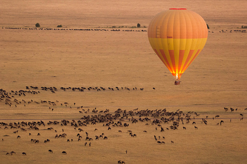 A Hot Air Balloon over the grazing wilderbeest in Masai Mara