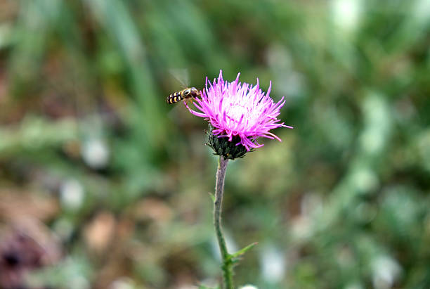 Wasp in approach of a flower