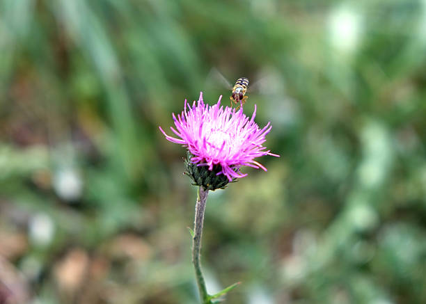 Wasp in approach of a flower