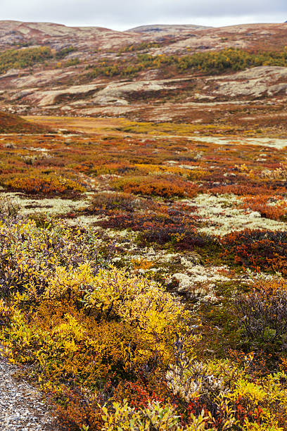 istock Mountain landscape with  dwarf birch and lichen in fall. 489038698