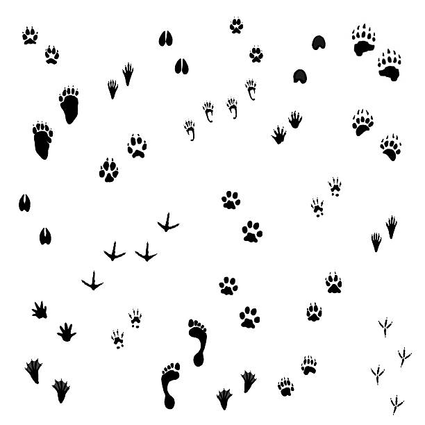 Animal Tracks Animal Tracks on white background opossum silhouette stock pictures, royalty-free photos & images