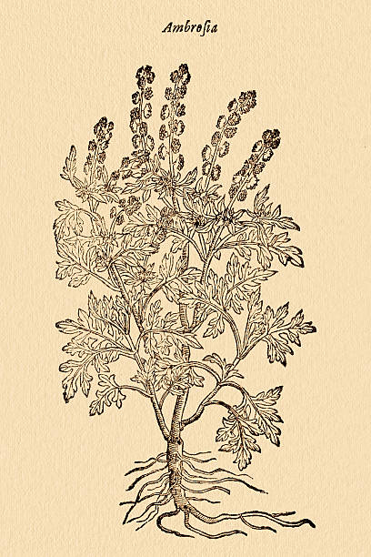 Ambrosia weed plant , 17 century botanical illustration Ambrosia artemisiifolia,  ragweed,bitterweed, blackweed, carrot weed, hay fever weed, Roman wormwood, stammerwort, stickweed, tassel weed, wormwood. 17 century botanical illustration. A digitally restored image of an original antique engraving from The General history of plants by John Gerard published in 1633-1636. ragweed stock illustrations