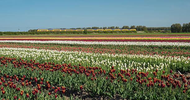 istock Field of multicolored tulips 489039171