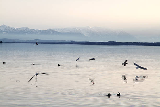 lake starnberger see with gull and mountain in germany