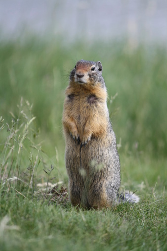 Ground squirrel colony, national natural monuments Radouc, Mlada Boleslav, Czech Republic