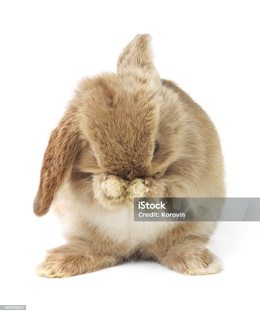 Cute easter rabbit Rabbit - Animal Stock Photo