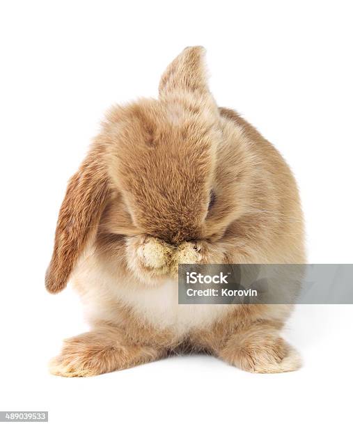 Cute Easter Rabbit Stock Photo - Download Image Now - Rabbit - Animal, Tail, Animal