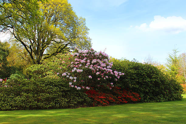 azaleias/rhododendrons de flores, arbustos e árvore de faia jardim - azalea magenta flower red - fotografias e filmes do acervo