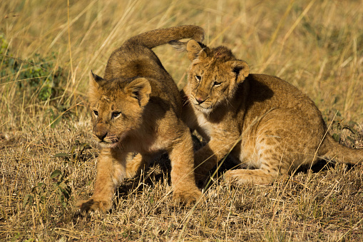 Lion cubs relaxing in grass in the wild. Copy space.