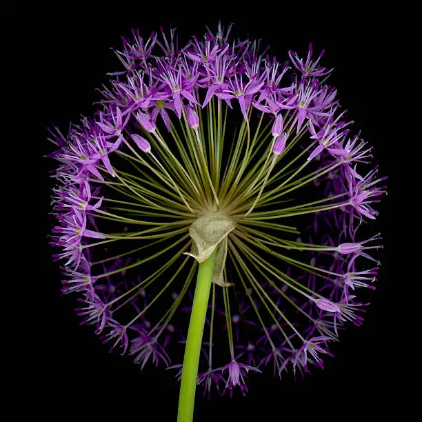 Photo of XXXL: Allium flower head isolated on a black background