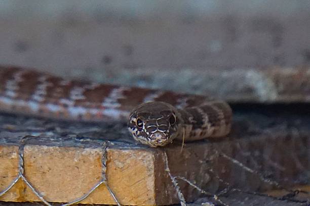 istock Snake posing in the Chicken Coop 489039906