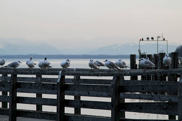 gulls sitting on footbridge at lake Starnberger See Germany