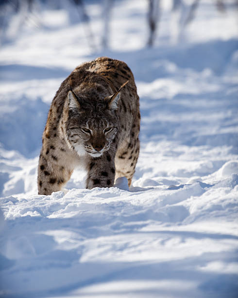 istock The Lynx With Its Eyes On Its Prey 489040123