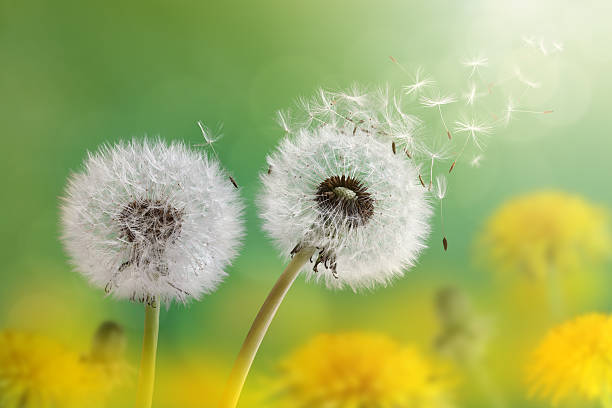 istock Dandelion clock in morning sun 489040213
