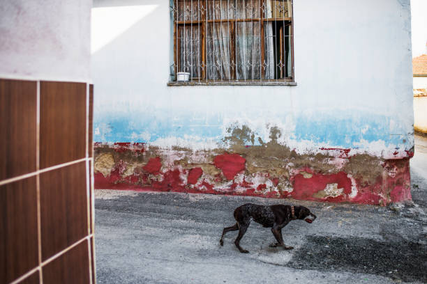 istock Dog Walking in The Street 489040484