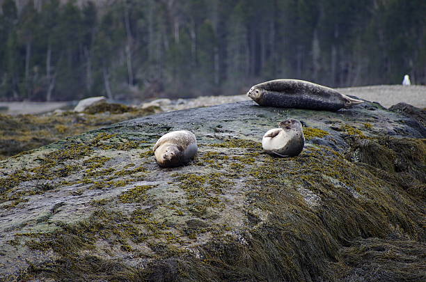 Harbor Seals1 stock photo